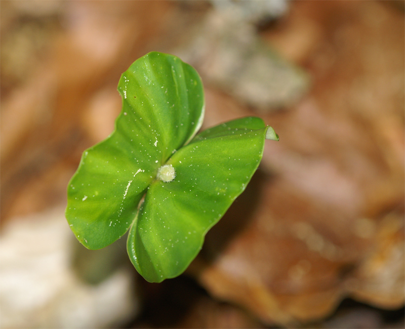 nel sottobosco  germoglio  di Olmo ?