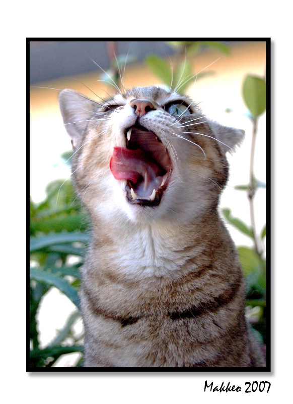 ..sbadiglio gattoso..