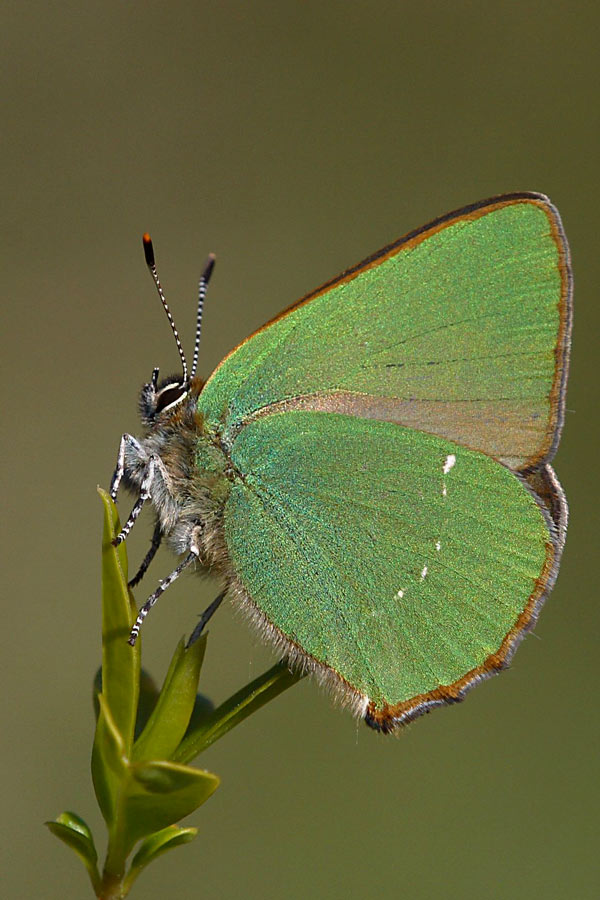 Callophrys rubi