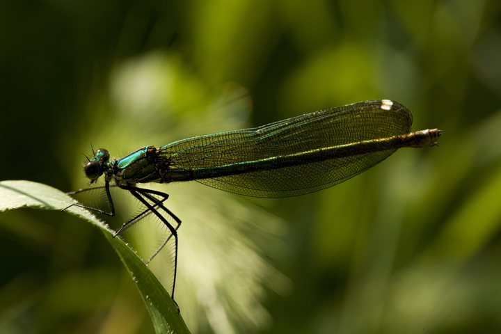 Agrion Virgo