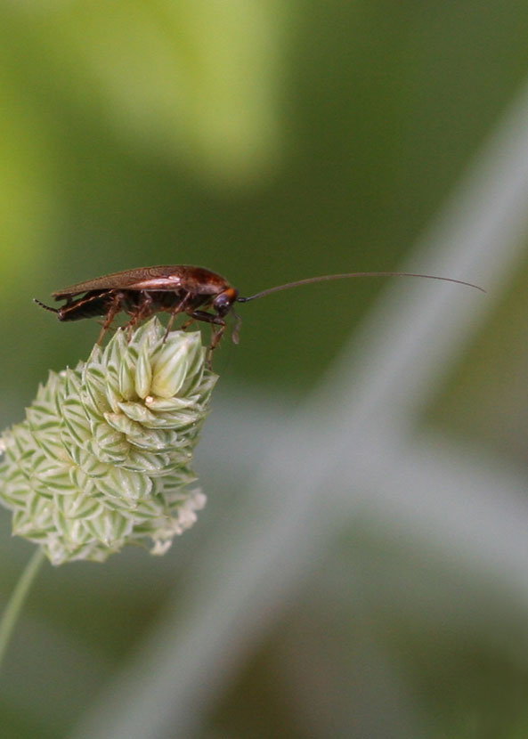 in riverente atteggiamento