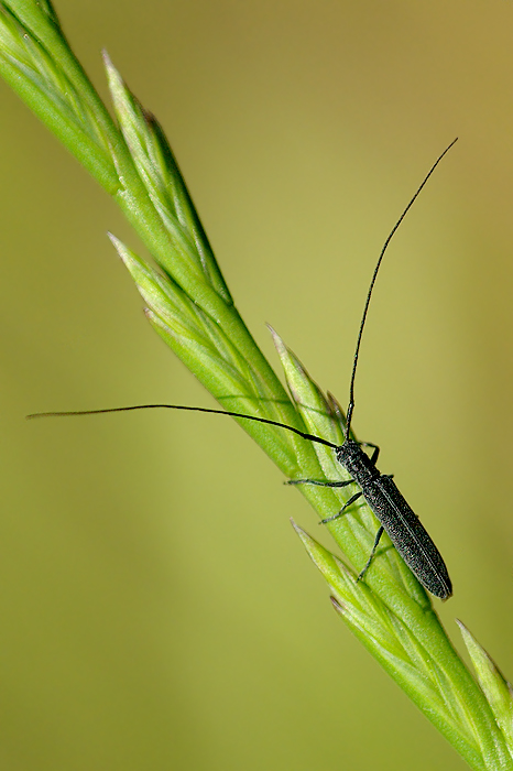 Coleottero Opsilia Coerulescens