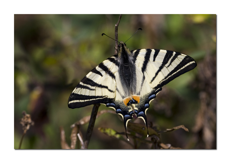 Iphiclides podalirius
