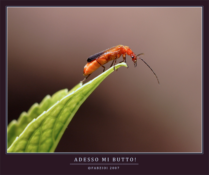 ADESSO MI BUTTO!