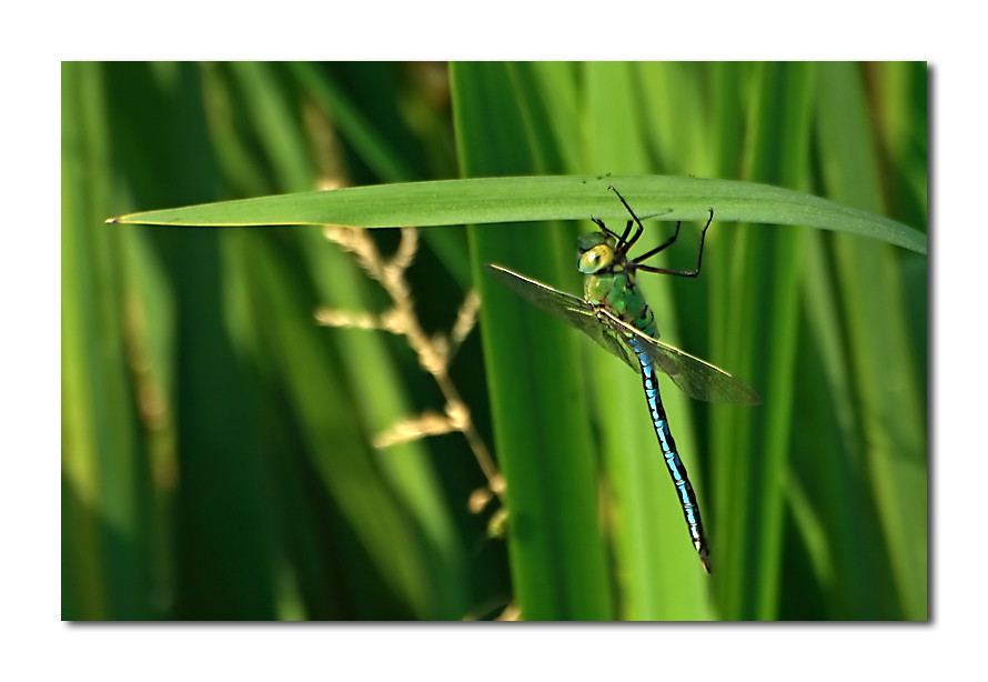 anax imperator
