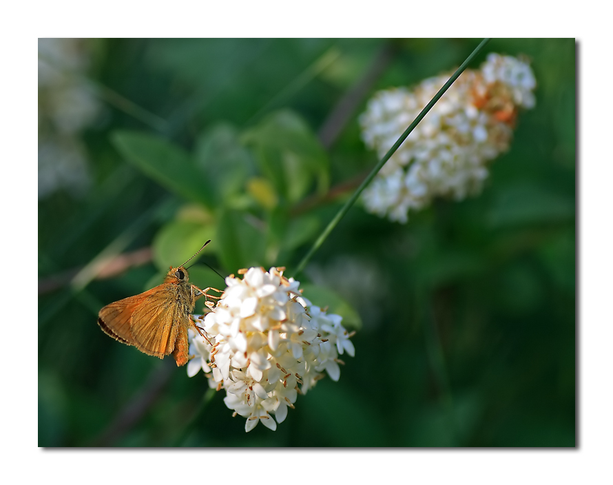 non ci vedevo + dalla fame...