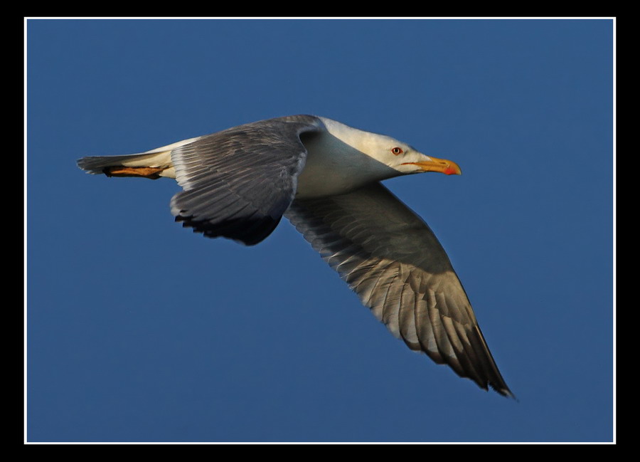 Che fai mi guardi?....