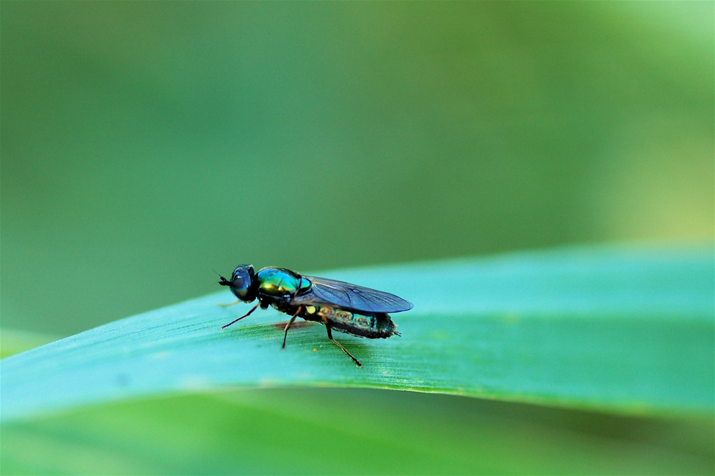 Piccolo dittero verde