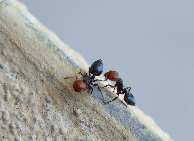 c'� chi scende e c'� chi sale ....