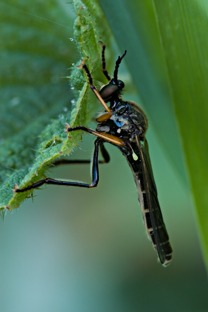 Abbracciando la Foglia