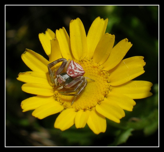 Spider on the Flower