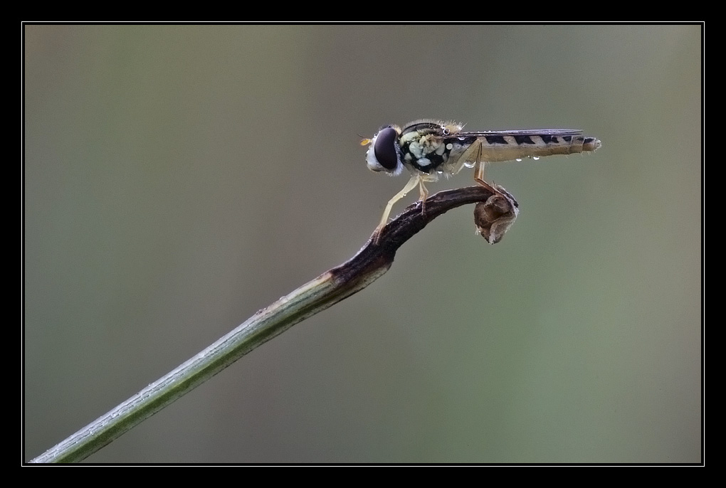 Rampa di lancio (dittero)