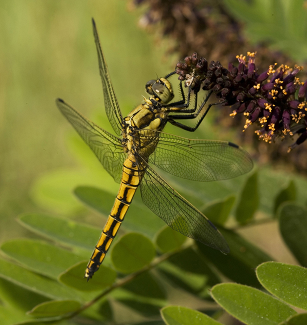 Orthetrum Cancellatum