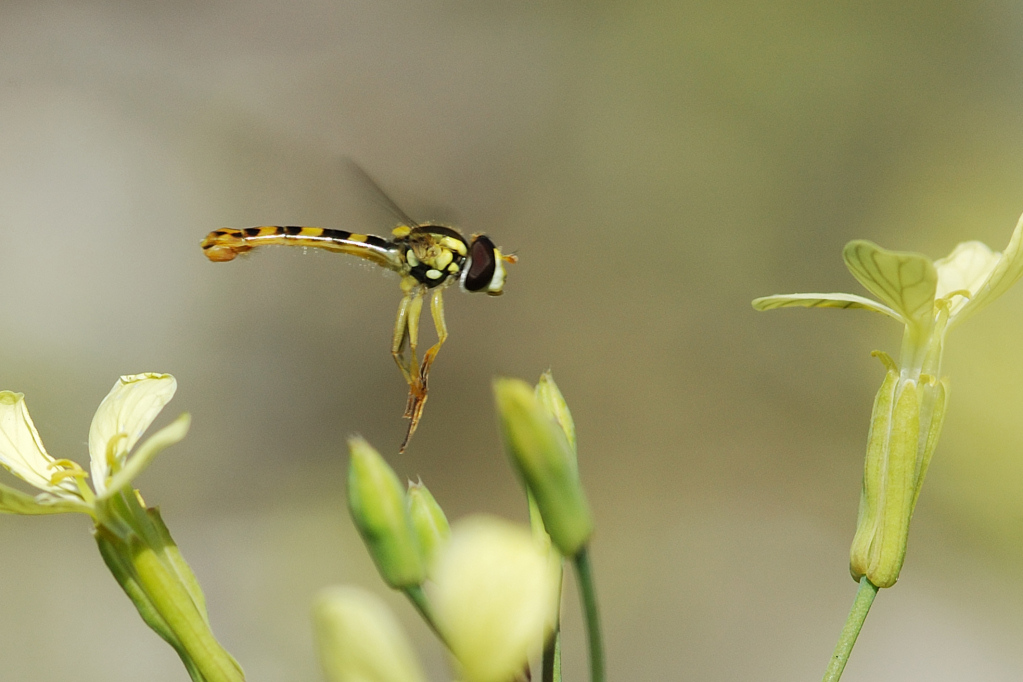 Da un Fiore all'altro