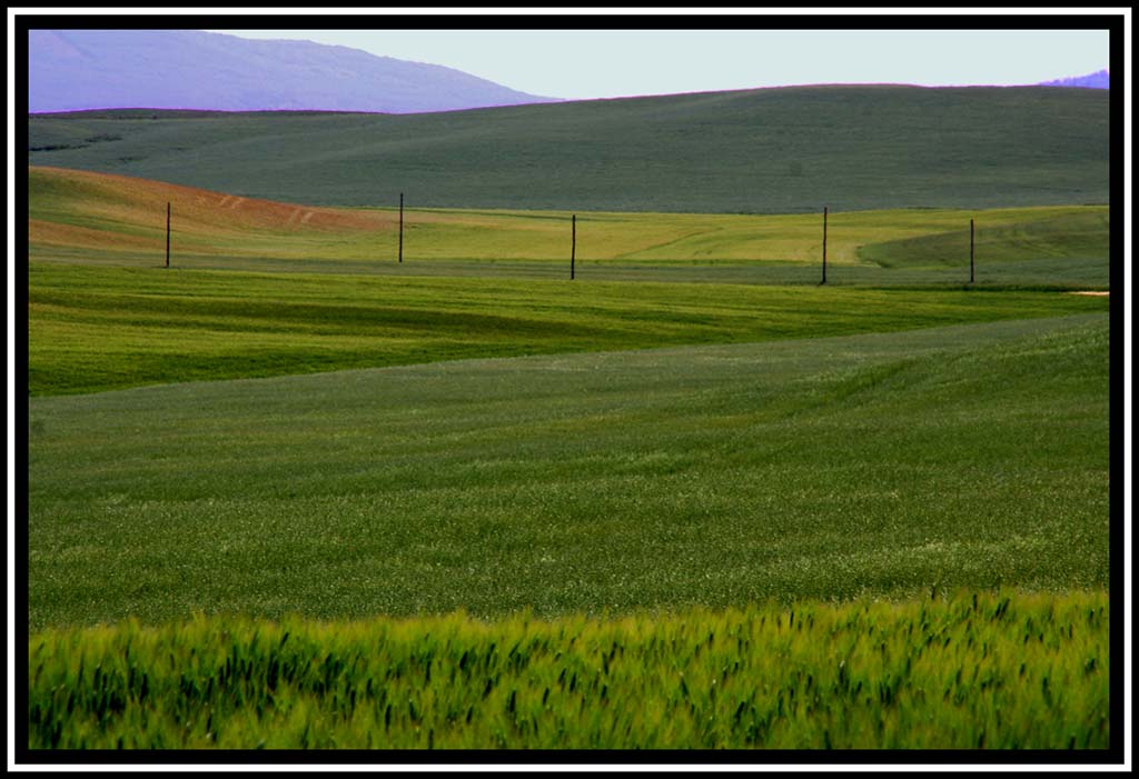 verdi in Val d'Orcia