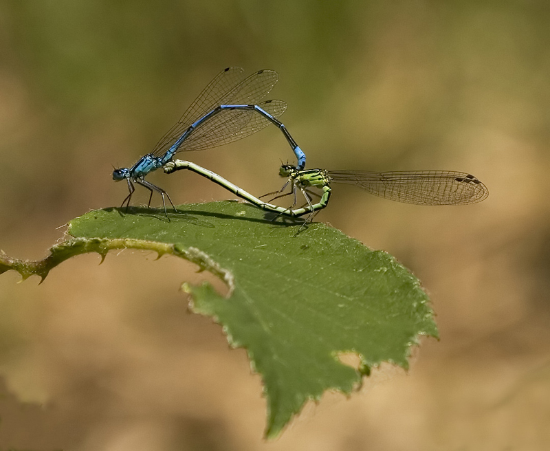 Anche noi abbiamo un cuore