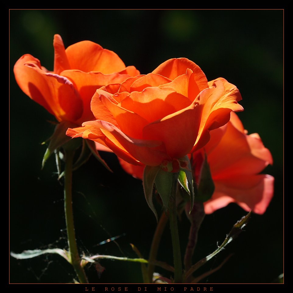 LE ROSE DI MIO PADRE