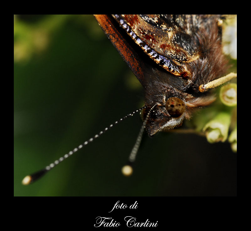 che bella..... la farfallina!