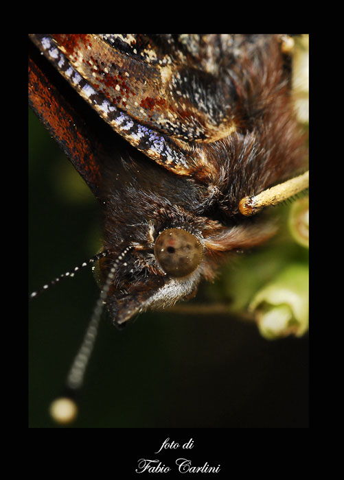 io vesto Missoni....