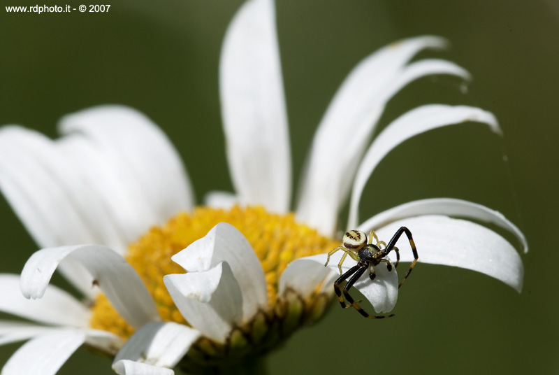 Passeggiata mattutina