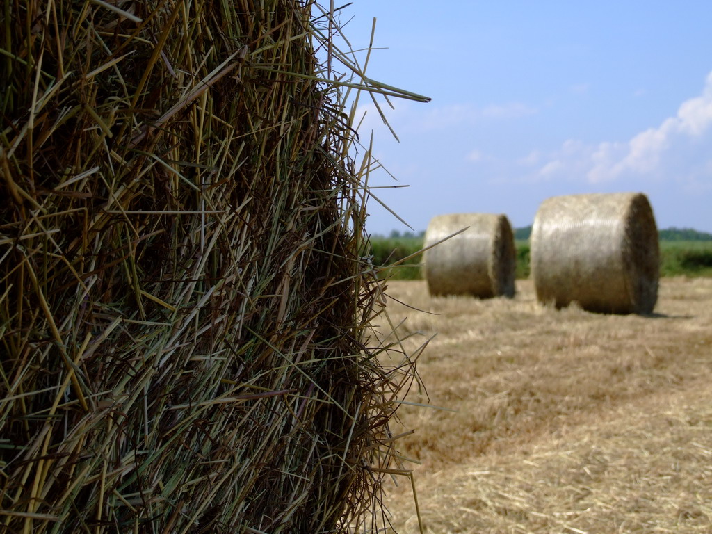 Speriamo non mi vedano ....