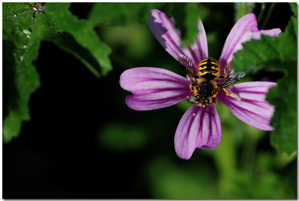 Provo a nascondermi...!