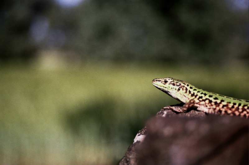 Aspetta un po' mattia che mi metto in posa!