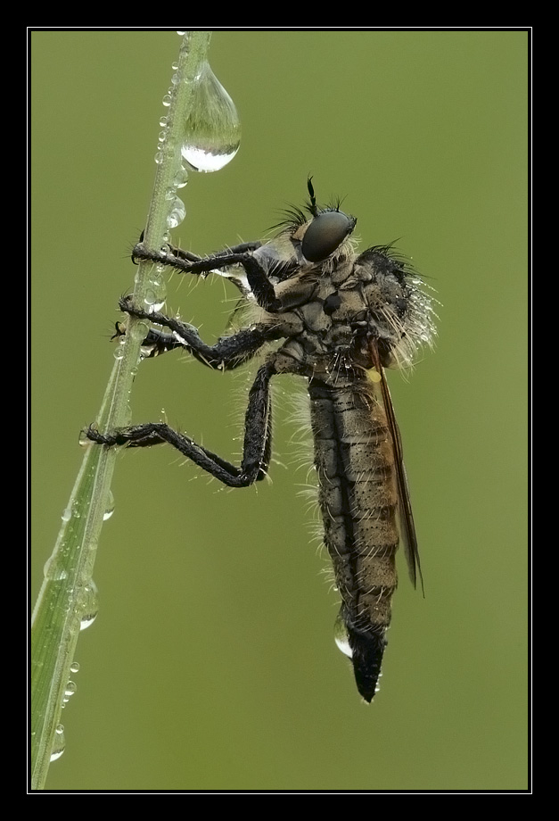 Asilide ( Desiderio )