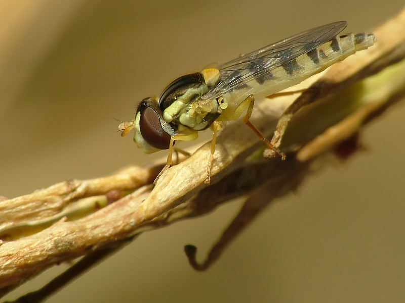 ...riposo al sole della piccola lul�....