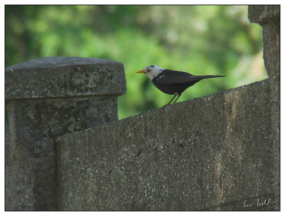 Anche i merli invecchiano?!