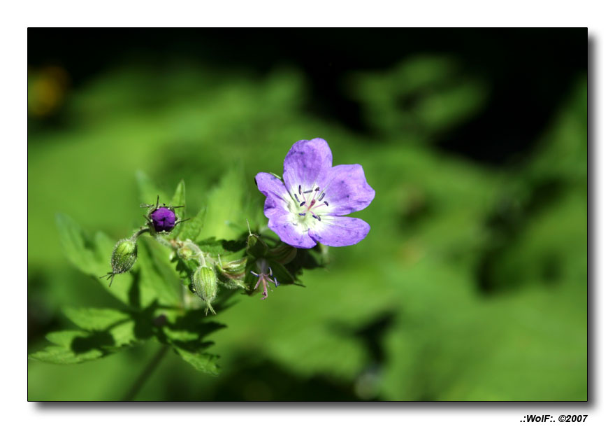 il primo a sbocciare