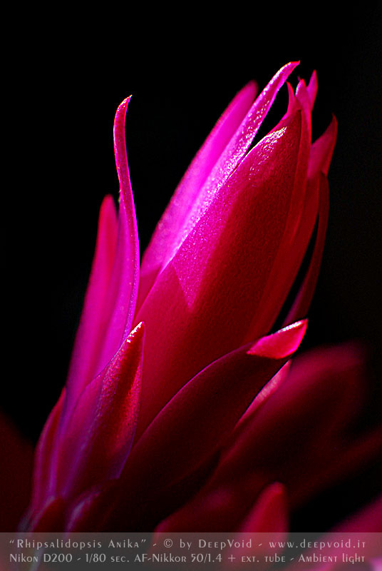 Rhipsalidopsis Anika