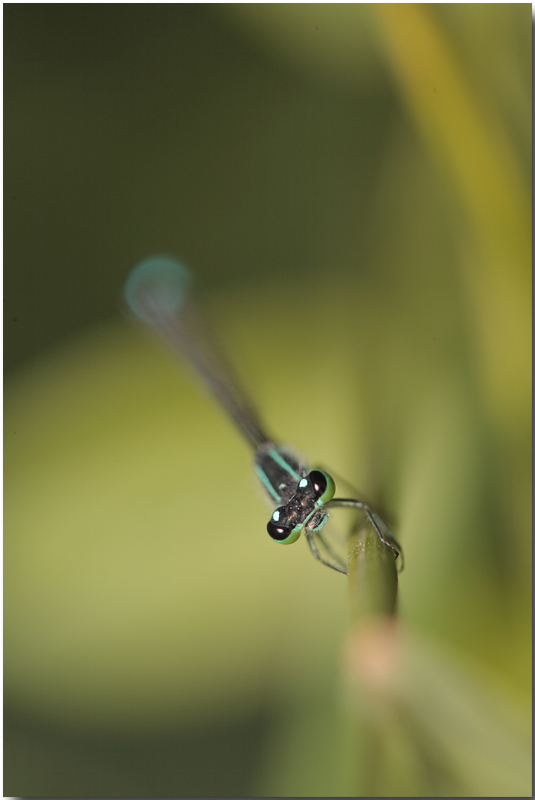 libe (non luciano):-)