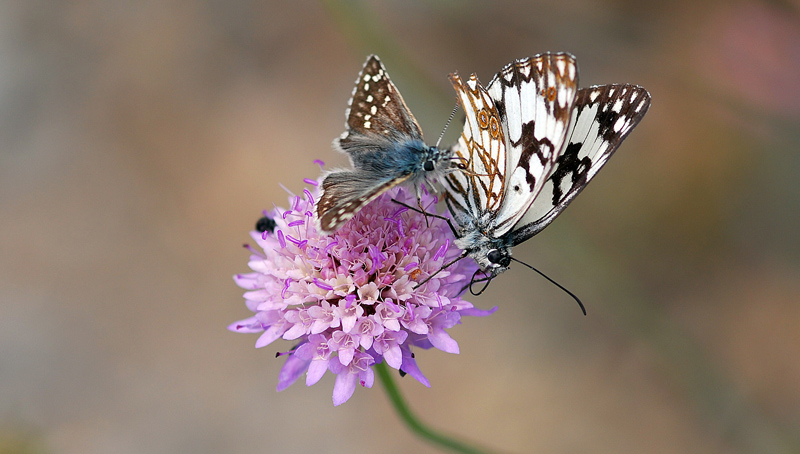 Vai via!!!! Questo fiore � mio!!!!!