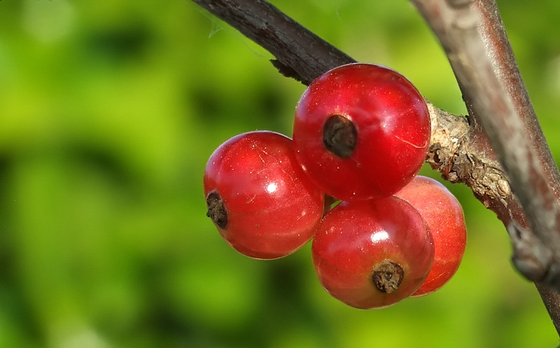 bacche perbacche .......