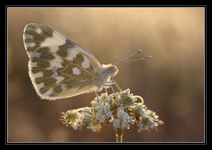 Bianca verde su bianco verde