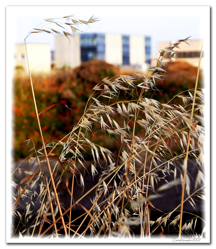 Spighe al vento......di periferia .  (Dedicato a.....)