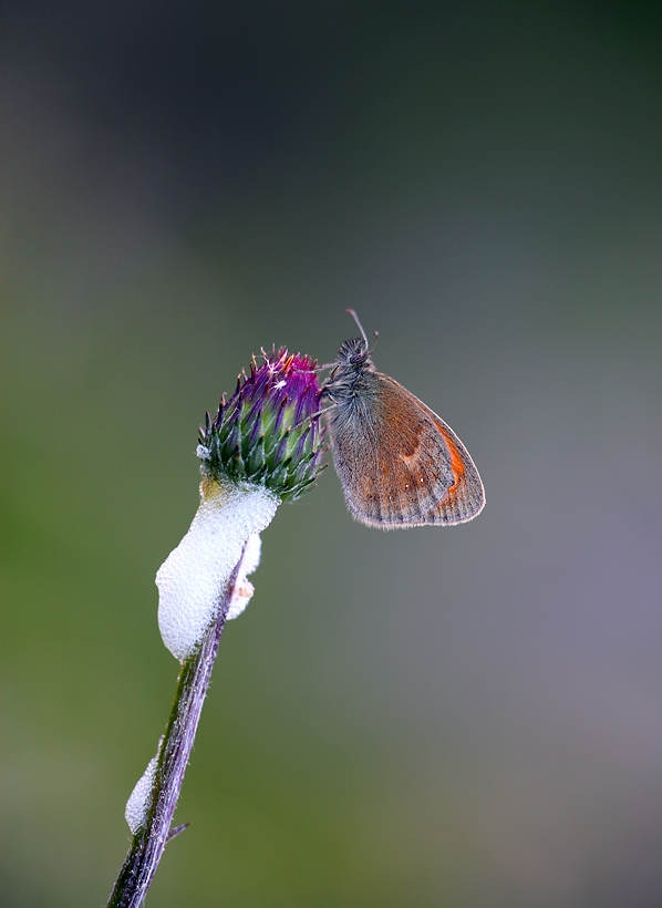 Coenonympha pamphilus