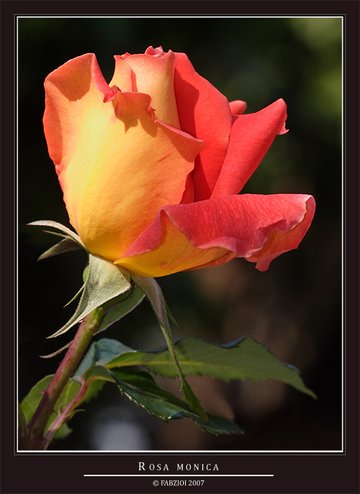 ROSA MONICA........ TROPPO BELLA!