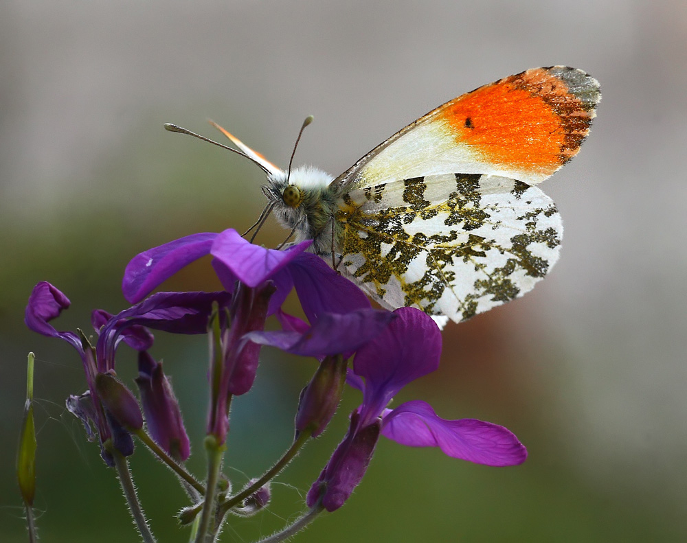 Aurora (Anthocaris cardamines)