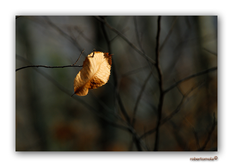 Aggrappata a tutti i costi (2006)