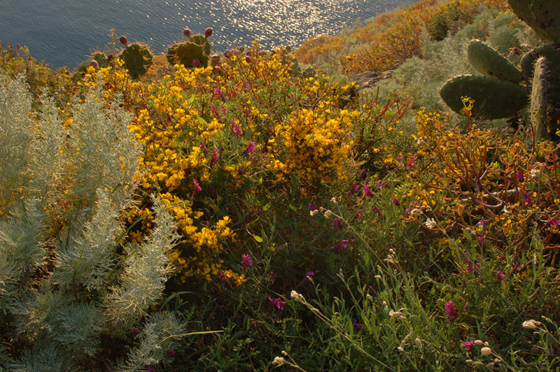 I colori dell'estate