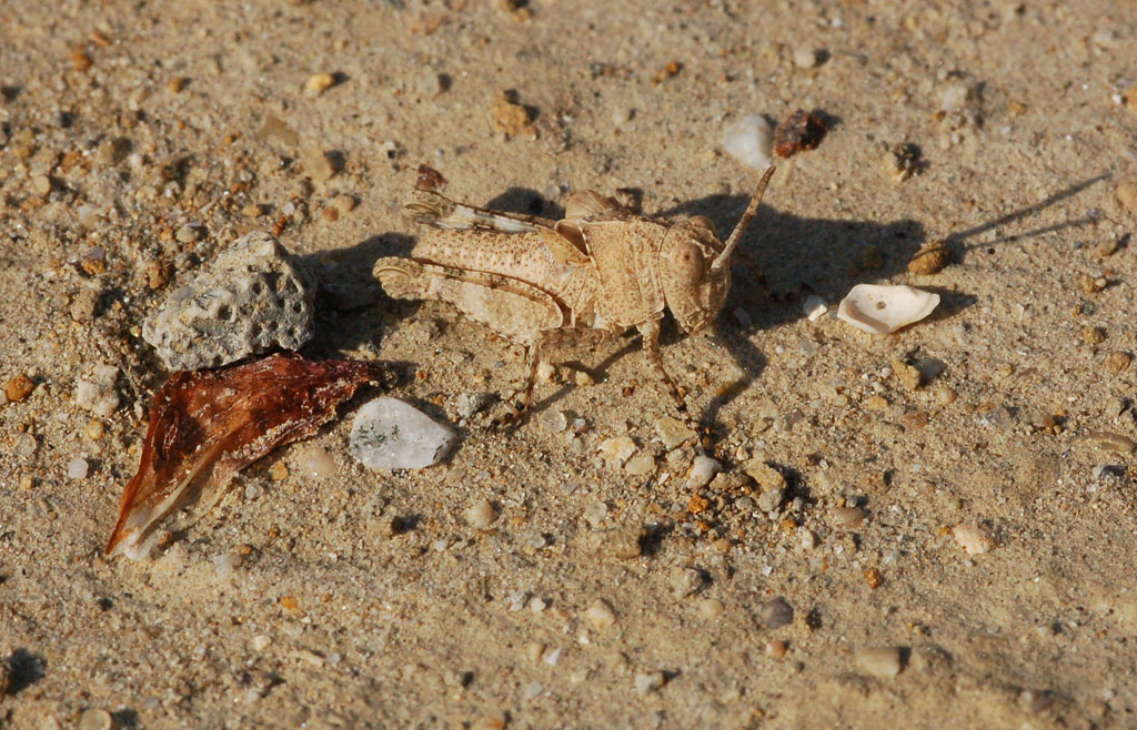 Perfettamente mimetizzato