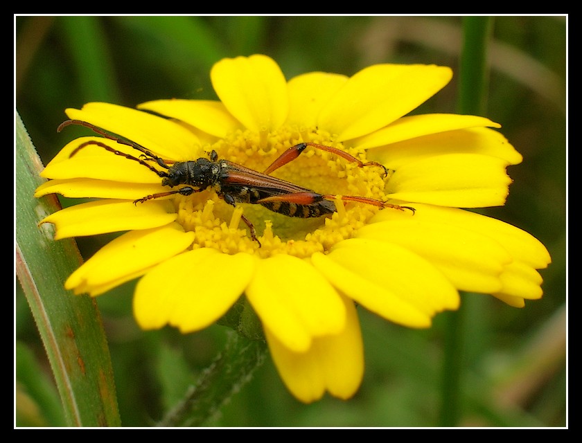 Crogiolandosi al sole