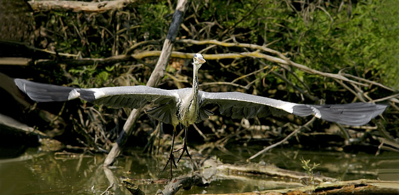 Renzo-Airone cenerino