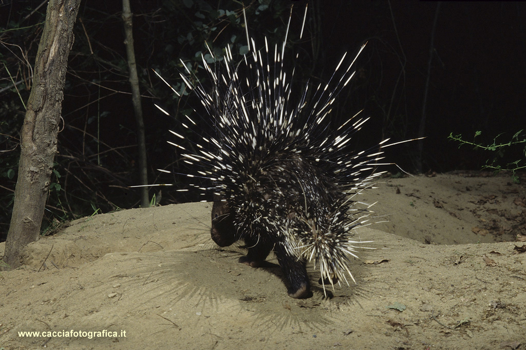 Istrice (Hystrix cristata)