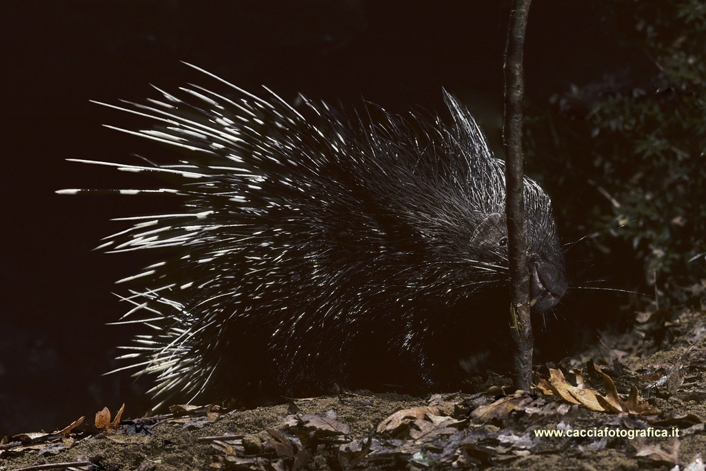 Istrice (Hystrix cristata) Istrice (Hystrix cristata)