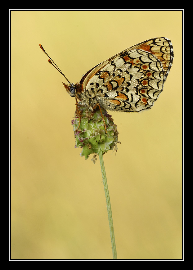 Colori (Melitaea phoebe)