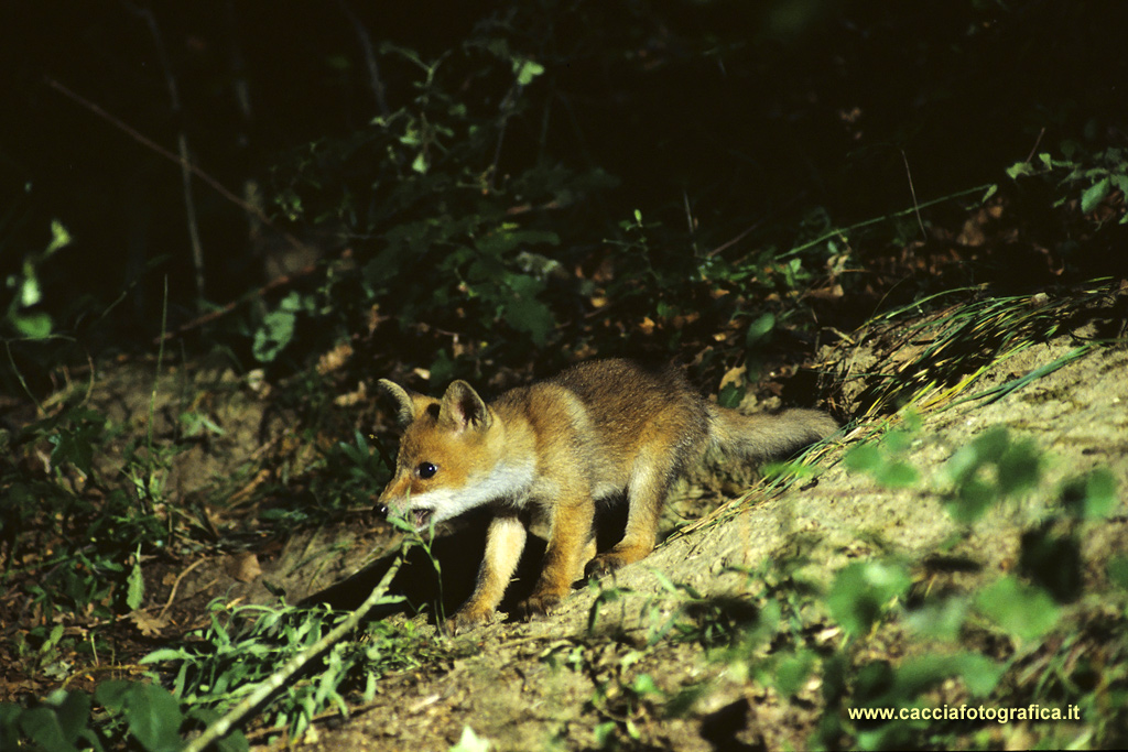 Volpacchiotto (Vulpes vulpes)