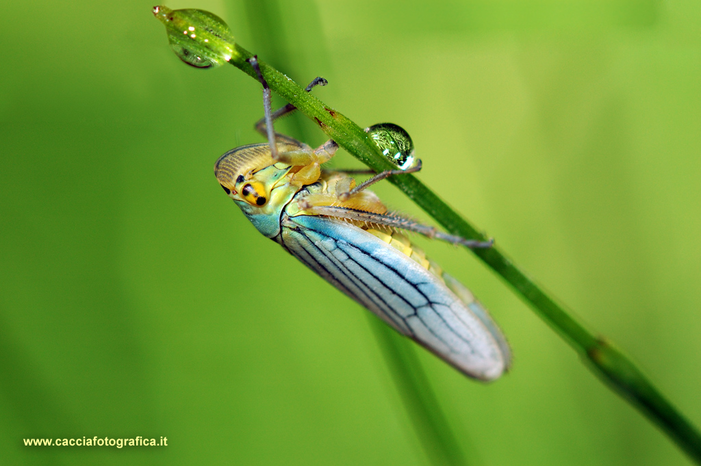 Cicadella viridis